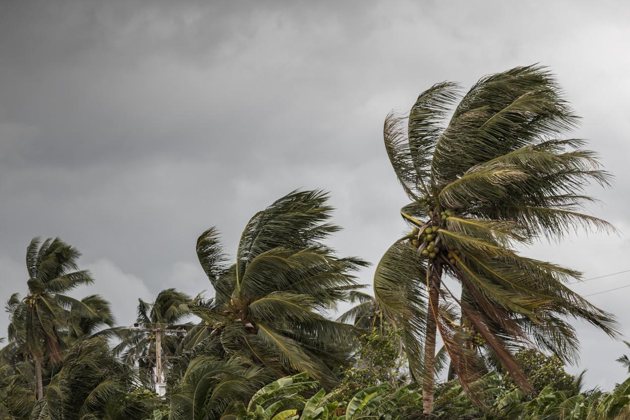 cocotiers balayés par des vents très puissants lors d'un cyclone