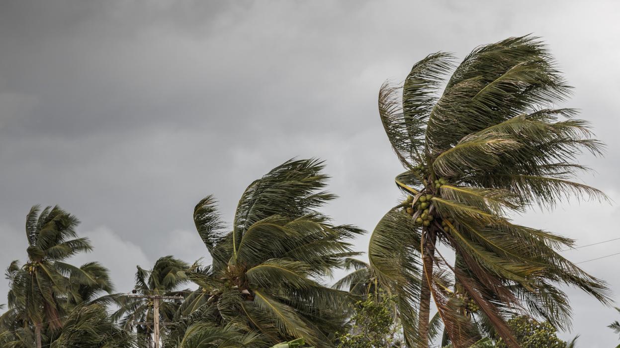 cocotiers balayés par des vents très puissants lors d'un cyclone